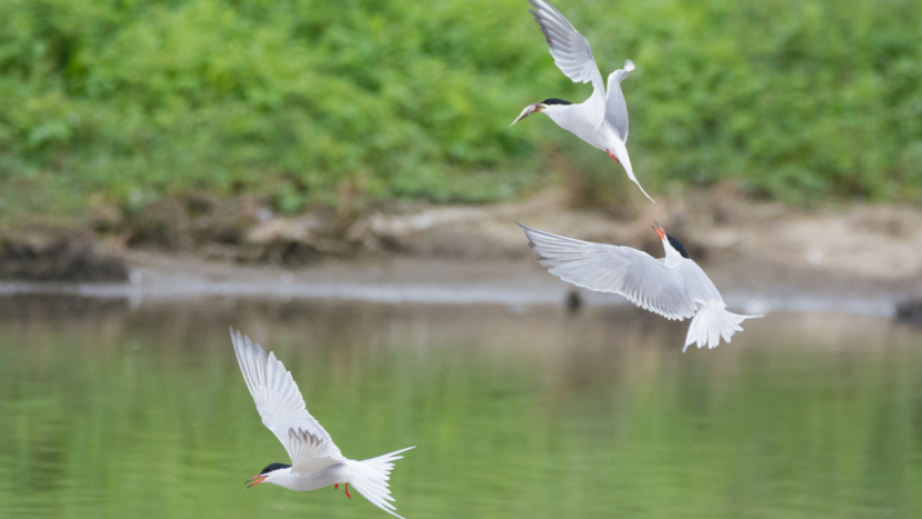 Three birds flying above calm body of water