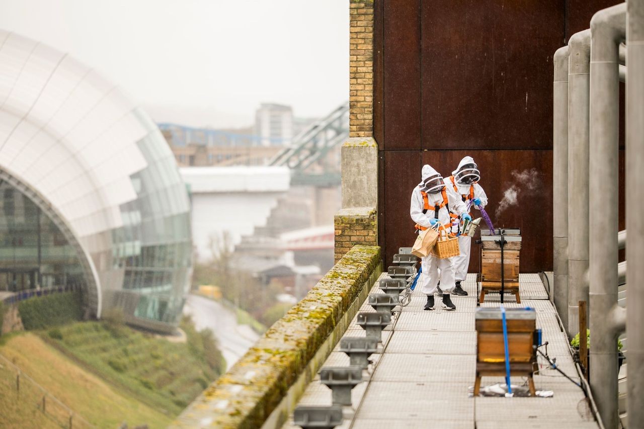 Two people on the roof of the Baltic in beekeeping suits taking care of the bee hives.