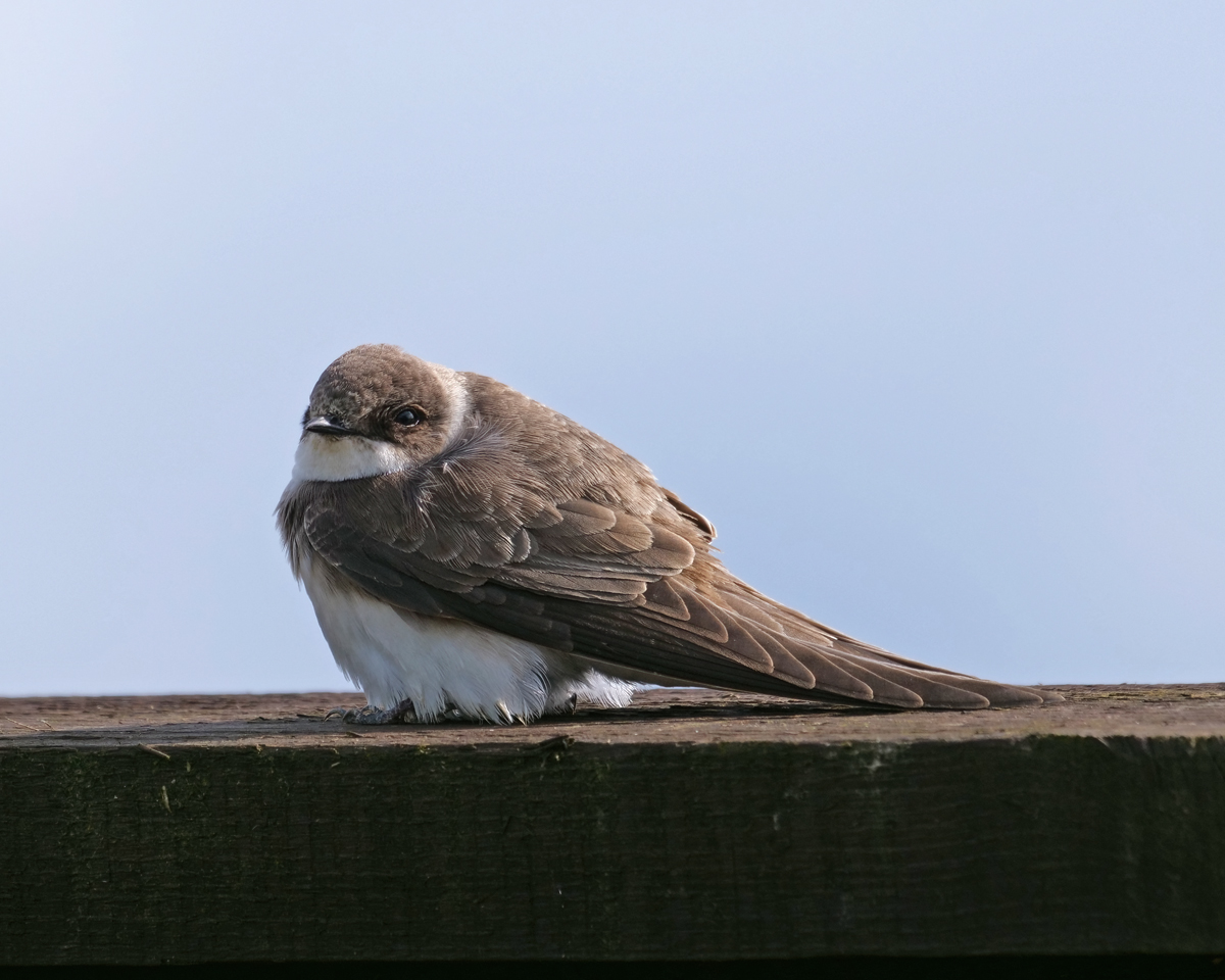 San Martin bird resting on an indistinguishable surface