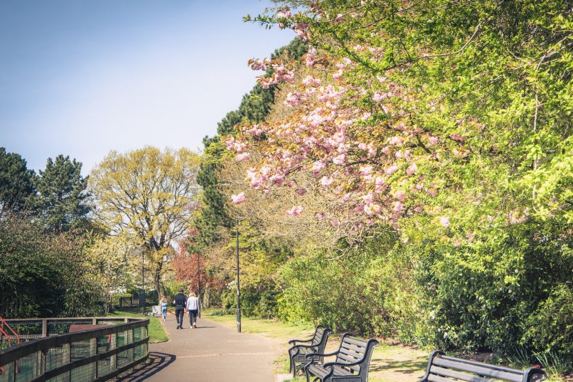 Gosforth Park path lined with trees in full bloom.