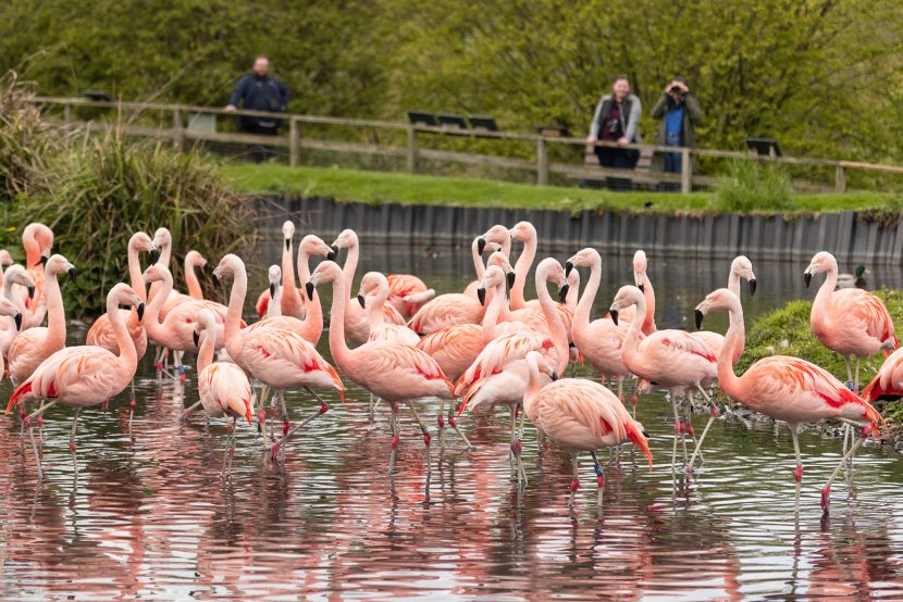 Large folk of flamingos in a pond viewed by visitors